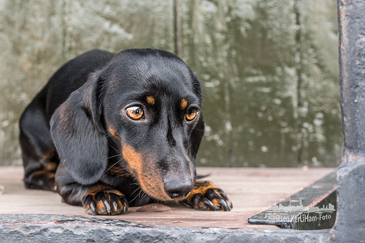 KerliHam_Foto | City-Dogs | Paarfotograf auf alleFotografen