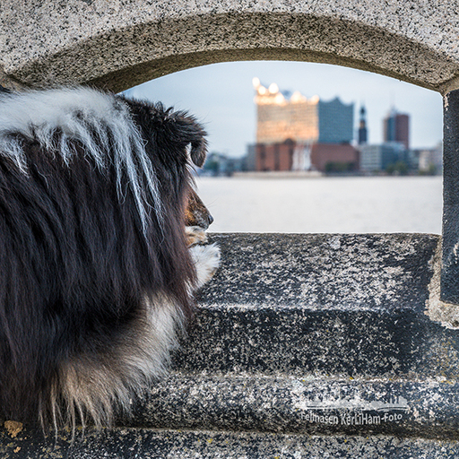 KerliHam_Foto | City-Dogs | Hundefotograf auf alleFotografen