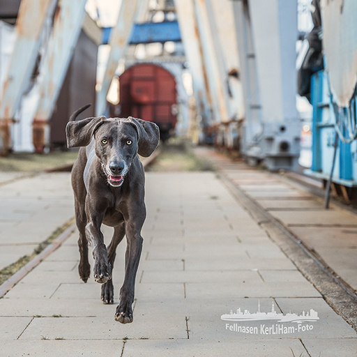 KerliHam_Foto | Action bitte | Hundefotograf auf alleFotografen