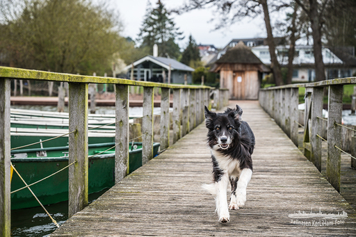 KerliHam_Foto | Action bitte | Hundefotograf auf alleFotografen
