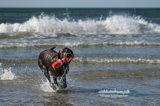 KerliHam_Foto | Action bitte | Hundefotograf auf alleFotografen