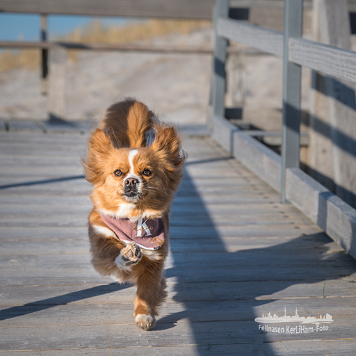 KerliHam_Foto | Action bitte | Paarfotograf auf alleFotografen