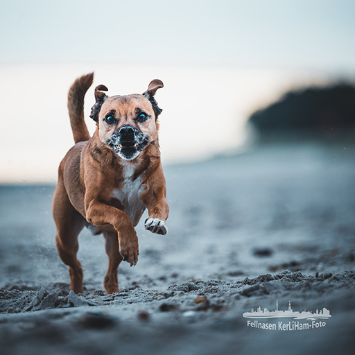 KerliHam_Foto | Action bitte | Hundefotograf auf alleFotografen