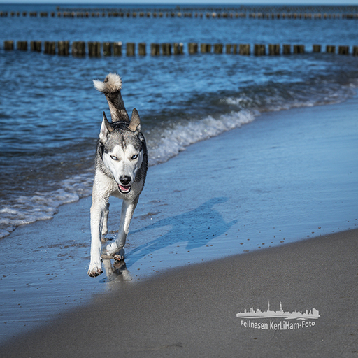 KerliHam_Foto | Action bitte | Paarfotograf auf alleFotografen