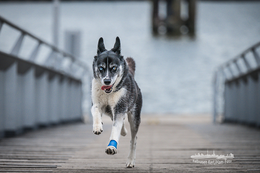 KerliHam_Foto | Action bitte | Hundefotograf auf alleFotografen