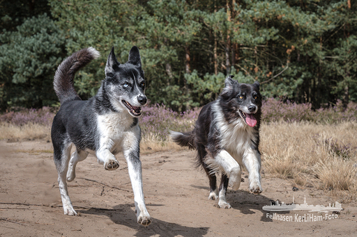 KerliHam_Foto | Action bitte | Tierfotograf auf alleFotografen