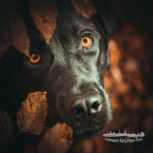 KerliHam_Foto | Natur pur | Portraitfotograf auf alleFotografen