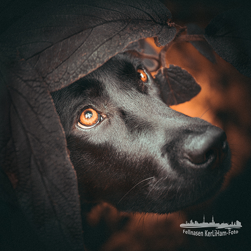 KerliHam_Foto | Natur pur | Portraitfotograf auf alleFotografen