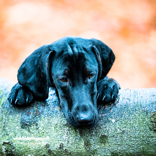 KerliHam_Foto | Natur pur | Hundefotograf auf alleFotografen