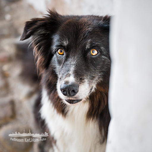 KerliHam_Foto | Hundeportraits | Familienfotograf auf alleFotografen