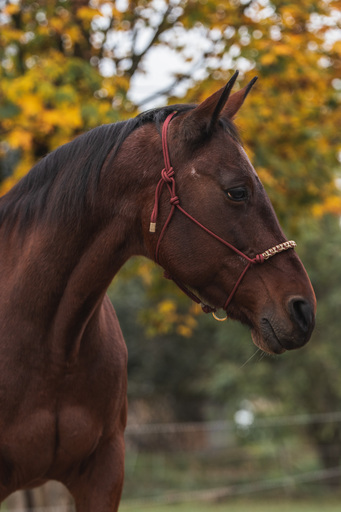 Lea Photography | Tiere | Paarfotograf auf alleFotografen