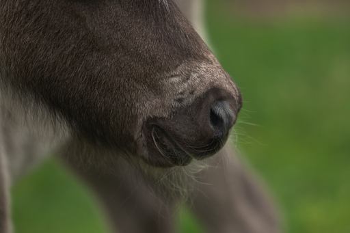 Lea Photography | Tiere | Pferdefotograf auf alleFotografen