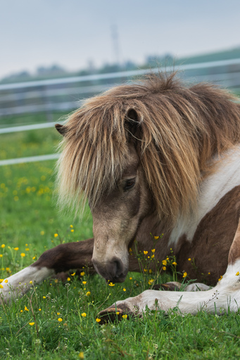 Lea Photography | Tiere | Pferdefotograf auf alleFotografen