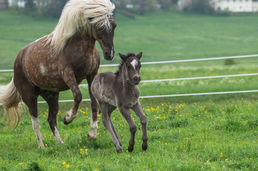 Lea Photography | Tiere | Sportfotograf auf alleFotografen