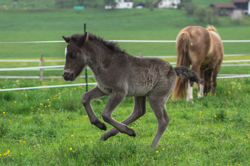 Lea Photography | Tiere | Konzertfotograf auf alleFotografen