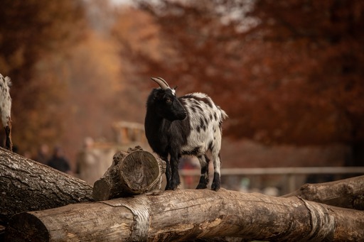 Lea Photography | Tiere | Pferdefotograf auf alleFotografen