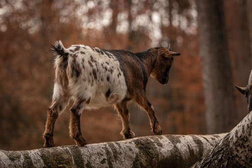 Lea Photography | Tiere | Pferdefotograf auf alleFotografen