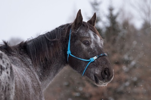 Lea Photography | Tiere | Sportfotograf auf alleFotografen