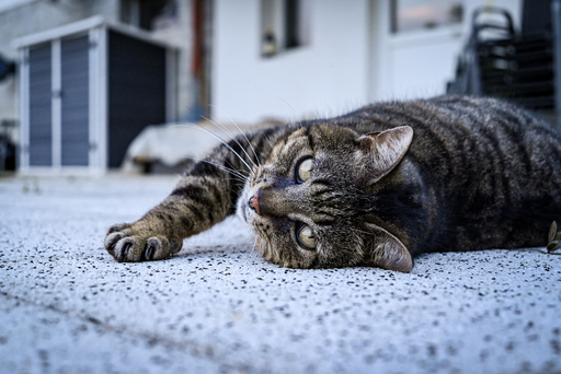 foto_tg | Tiere | Landschaftsfotograf auf alleFotografen