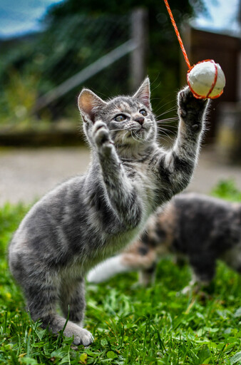 foto_tg | Tiere | Landschaftsfotograf auf alleFotografen