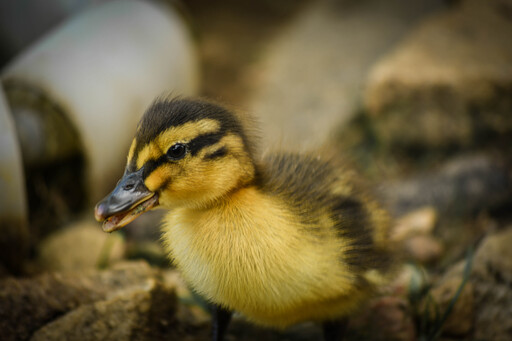 foto_tg | Tiere | Landschaftsfotograf auf alleFotografen