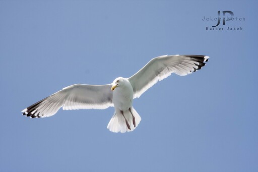 Jakobphotos | Natur-und Wildtierfotografie | Landschaftsfotograf auf alleFotografen
