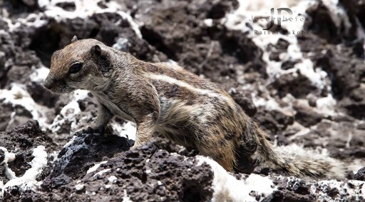 Jakobphotos | Natur-und Wildtierfotografie | Stockfotograf auf alleFotografen