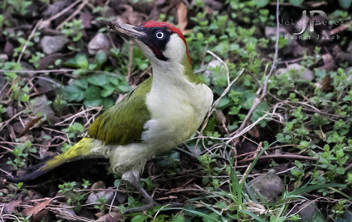 Jakobphotos | Natur-und Wildtierfotografie | Pressefotograf auf alleFotografen