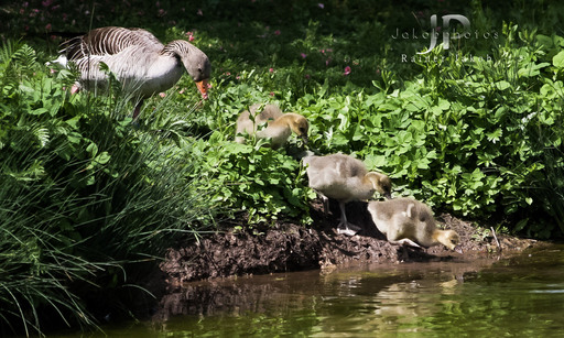 Jakobphotos | Natur-und Wildtierfotografie | Werbefotograf auf alleFotografen