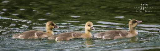 Jakobphotos | Natur-und Wildtierfotografie | Stockfotograf auf alleFotografen