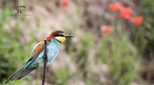 Jakobphotos | Natur-und Wildtierfotografie | Landschaftsfotograf auf alleFotografen