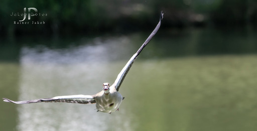 Jakobphotos | Natur-und Wildtierfotografie | Landschaftsfotograf auf alleFotografen