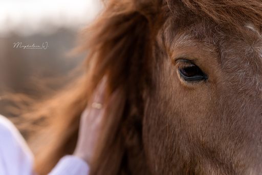 sie.fotografiert.jetzt.pferde | Pferde | Pferdefotograf auf alleFotografen