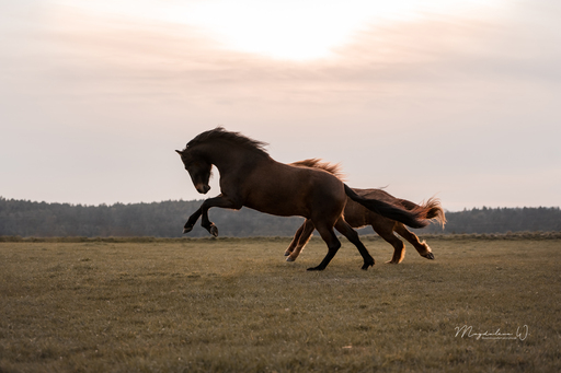 sie.fotografiert.jetzt.pferde | Pferde | Pferdefotograf auf alleFotografen