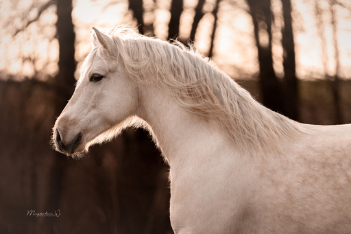 sie.fotografiert.jetzt.pferde | Pferde | Pferdefotograf auf alleFotografen
