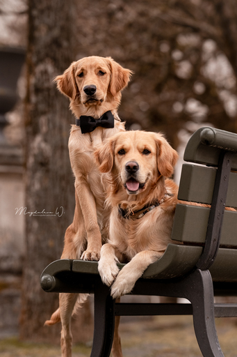 sie.fotografiert.jetzt.pferde | Hunde | Pferdefotograf auf alleFotografen