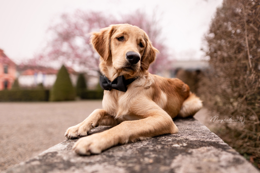 sie.fotografiert.jetzt.pferde | Hunde | Sportfotograf auf alleFotografen