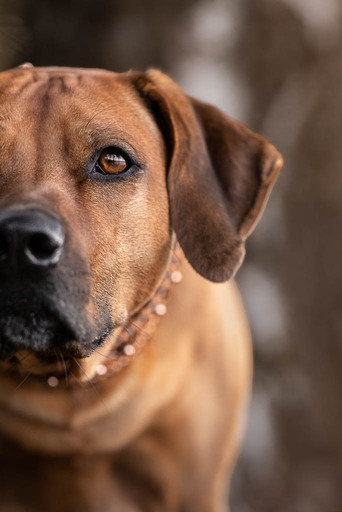 sie.fotografiert.jetzt.pferde | Hunde | Sportfotograf auf alleFotografen