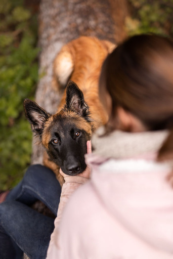 sie.fotografiert.jetzt.pferde | Hunde | Sportfotograf auf alleFotografen