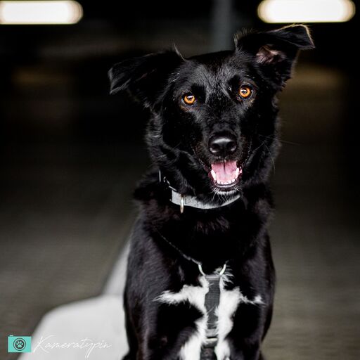 Fotos für Pfoten | Pflegestellenhunde | Hundefotograf auf alleFotografen