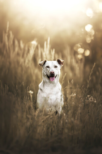 Fotos für Pfoten | Pflegestellenhunde | Tierfotograf auf alleFotografen