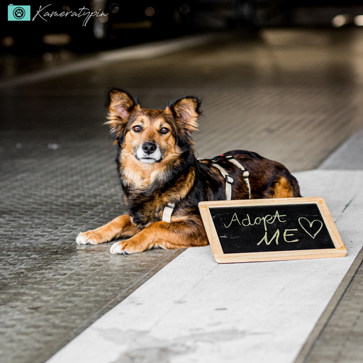 Fotos für Pfoten | Pflegestellenhunde | Hundefotograf auf alleFotografen