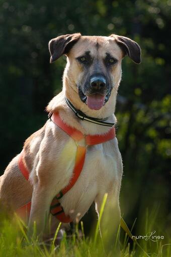 Fotos für Pfoten | Pflegestellenhunde | Tierfotograf auf alleFotografen