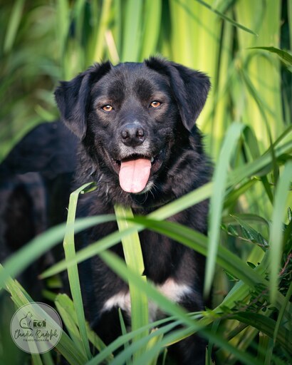 Fotos für Pfoten | Pflegestellenhunde | Hundefotograf auf alleFotografen