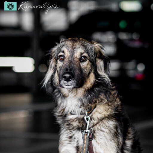 Fotos für Pfoten | Pflegestellenhunde | Tierfotograf auf alleFotografen