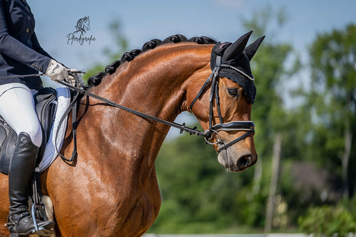 Pferdegrafie | Turnierfotografie | Sportfotograf auf alleFotografen
