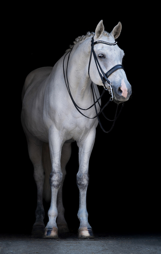Pferdegrafie | Shootings | Tierfotograf auf alleFotografen