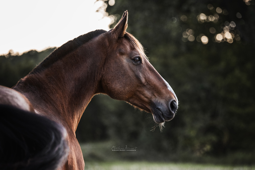 Marlene Brandt – Fotografie | Pferde | Landschaftsfotograf auf alleFotografen