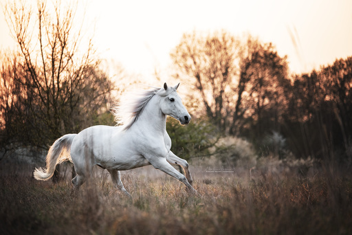 Marlene Brandt – Fotografie | Pferde | Landschaftsfotograf auf alleFotografen