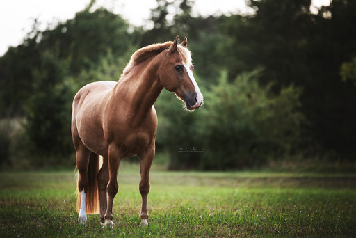 Marlene Brandt – Fotografie | Pferde | Landschaftsfotograf auf alleFotografen